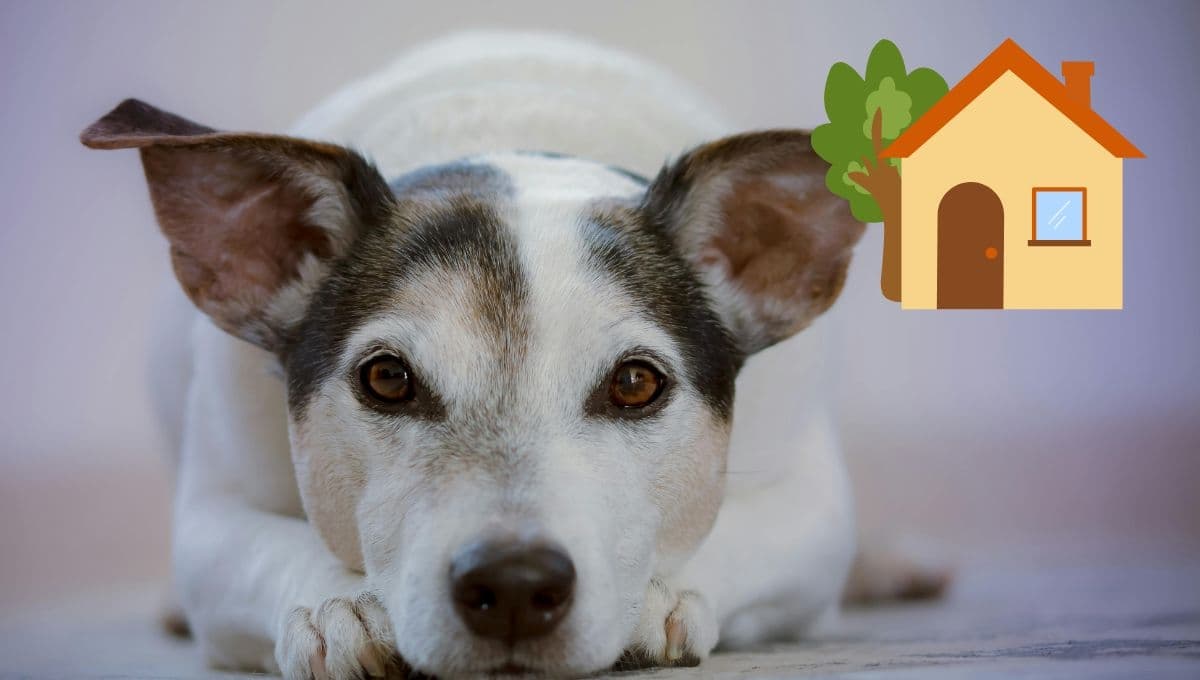 Los 10 beneficios de tener un perro en casa
