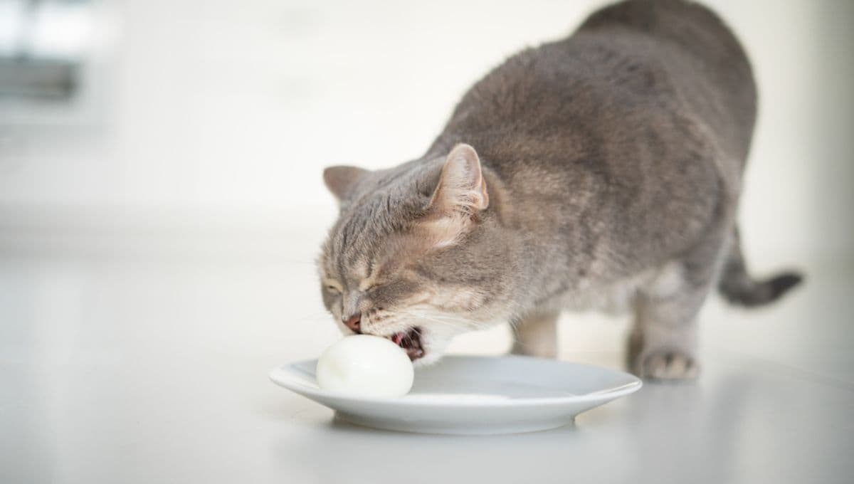 ¿Cómo hacerle huevo a mi gato?
