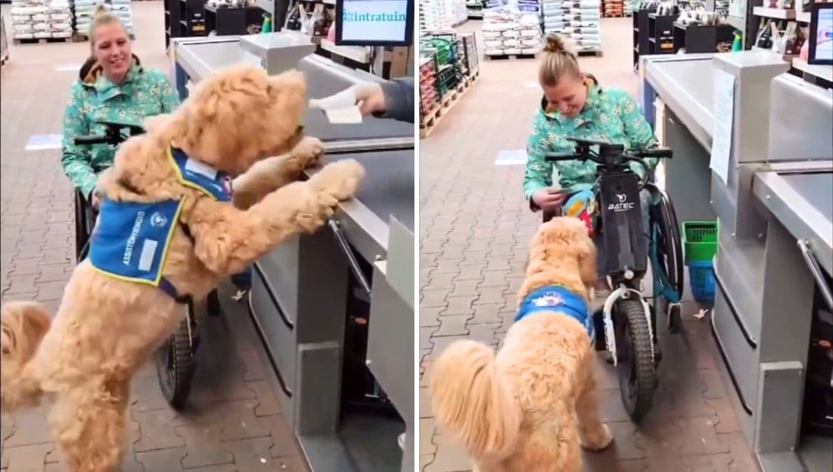 Perro de asistencia protagoniza emotivo video; le ayuda a su dueña a hacer compras