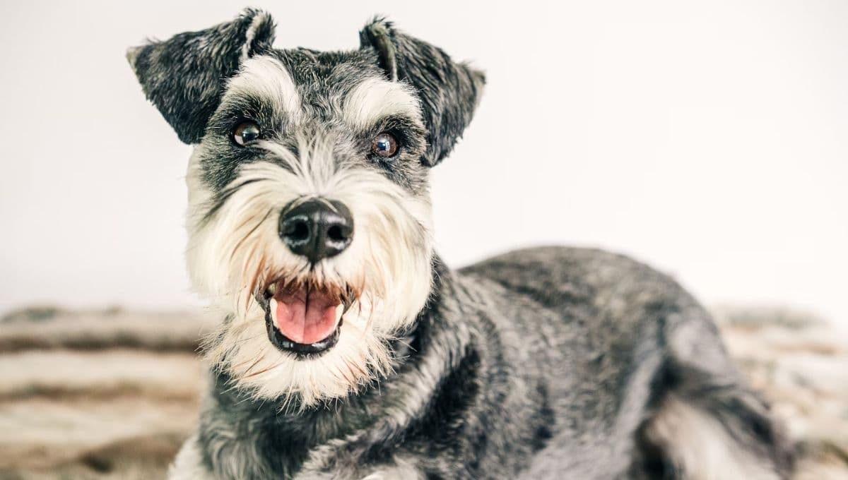¿Qué darle de comer a un perro Schnauzer?