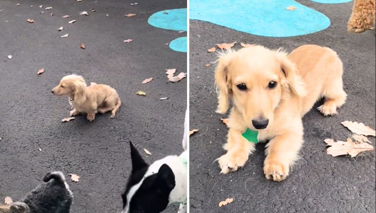 Así luce la raza Lincoln, el perro mezcla entre un Golden Retriever y un salchicha