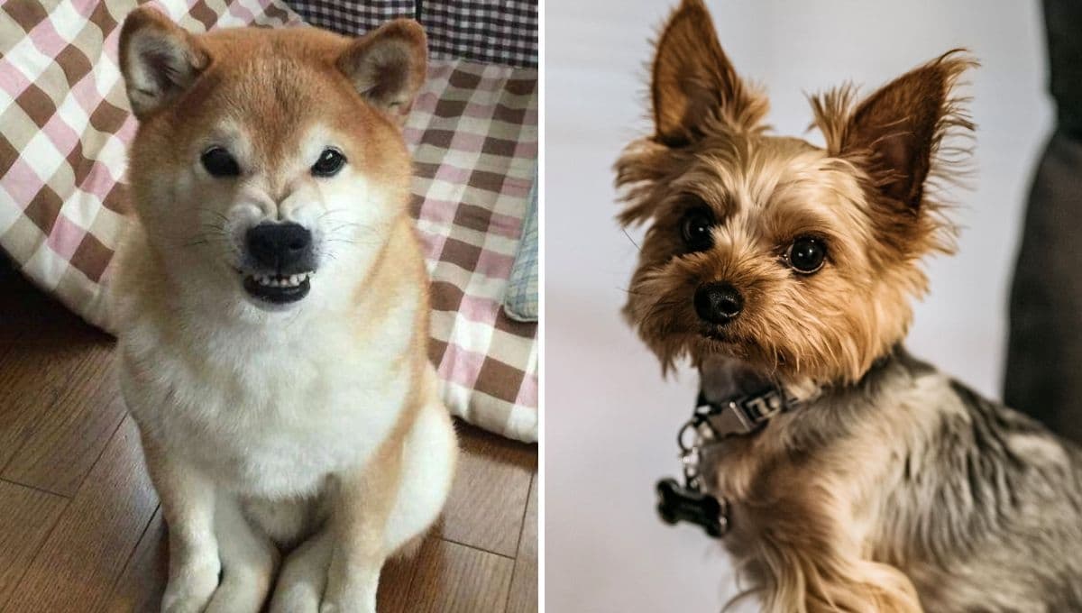 Estudio revela lo que más odia un perro y no sabías