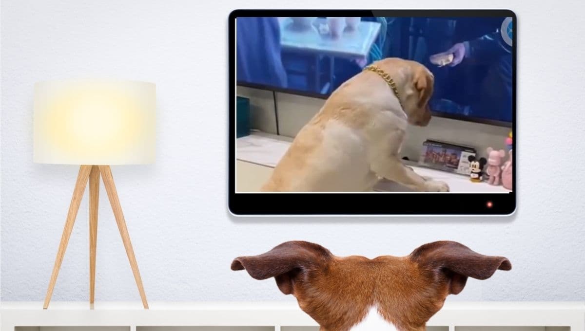 Perrito protagoniza gran momento al ver una serie: VIDEO
