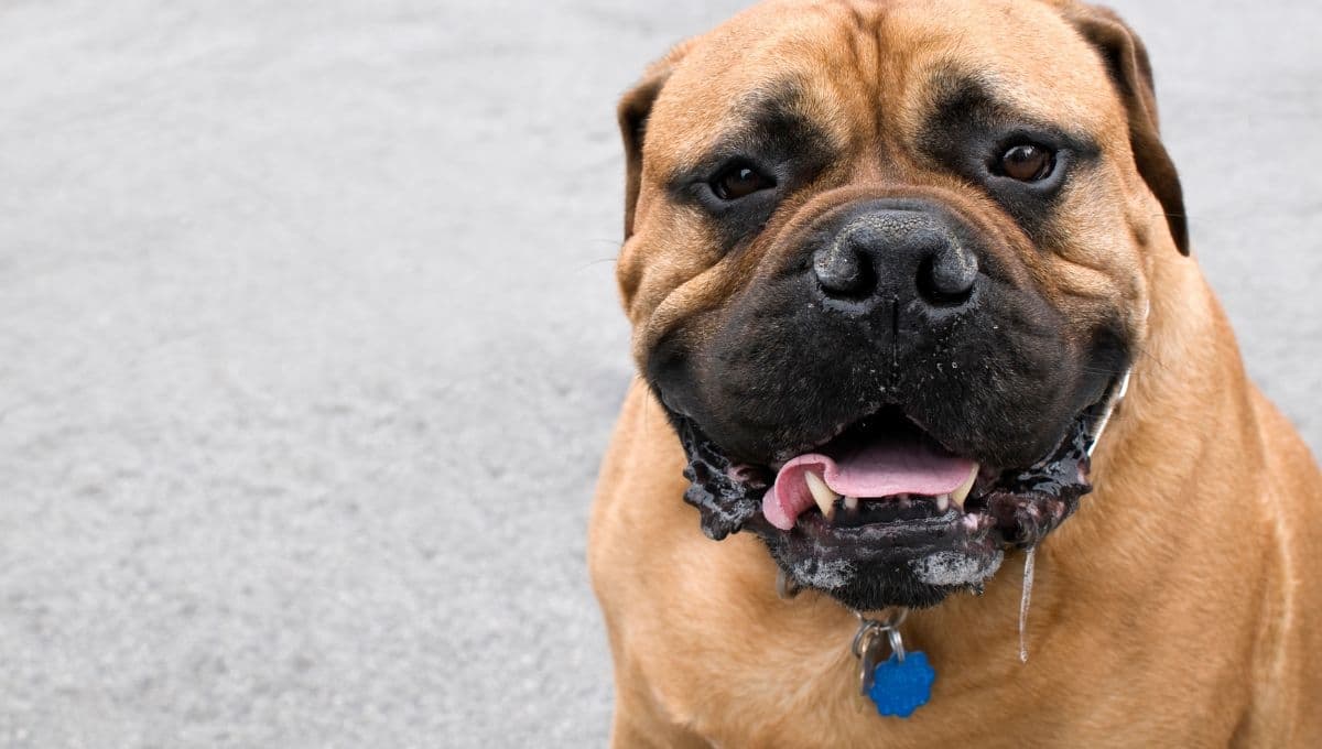 ¿Por qué mi perro babea mucho?