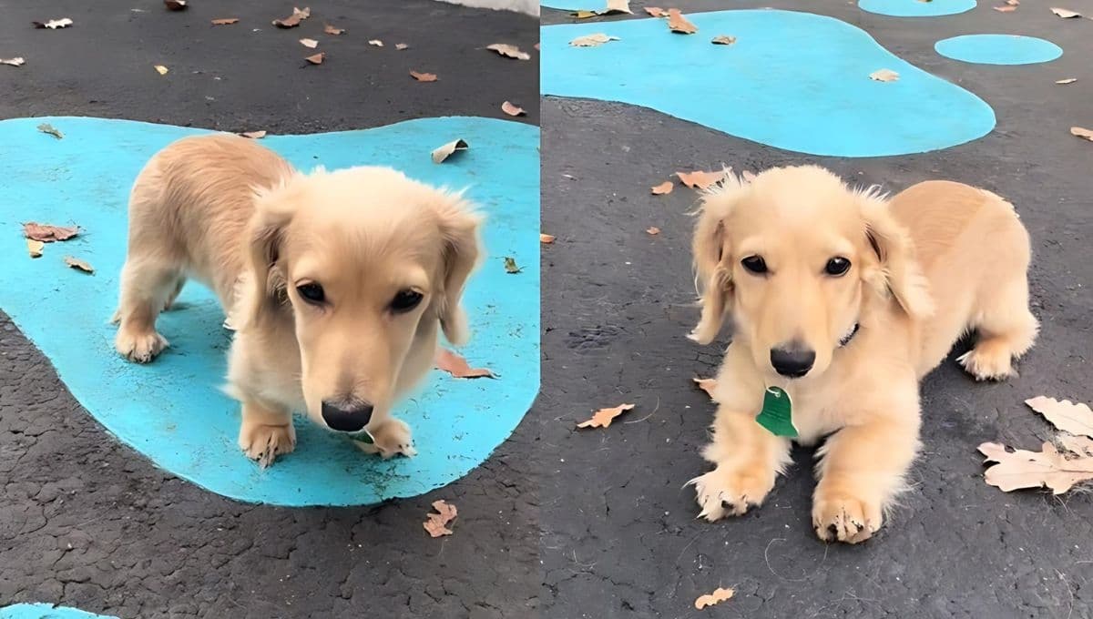 Así luce la "nueva raza" de perro que llegó al mundo