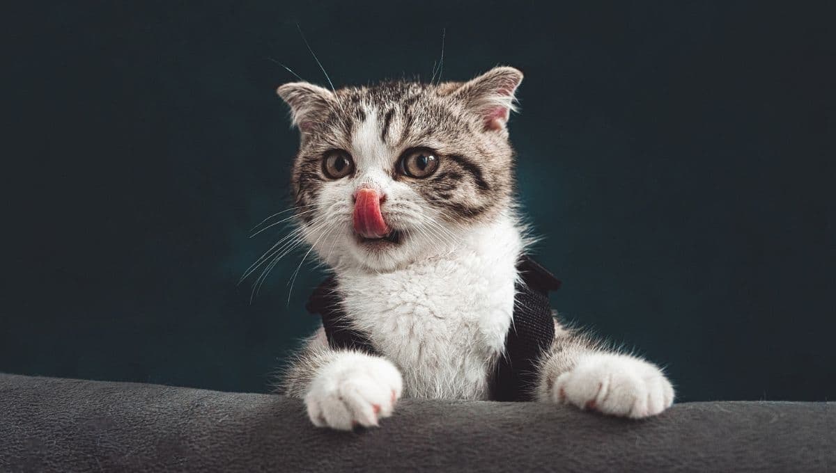 El aditivo en la comida para gatos que puede provocarles cáncer, según veterinarios
