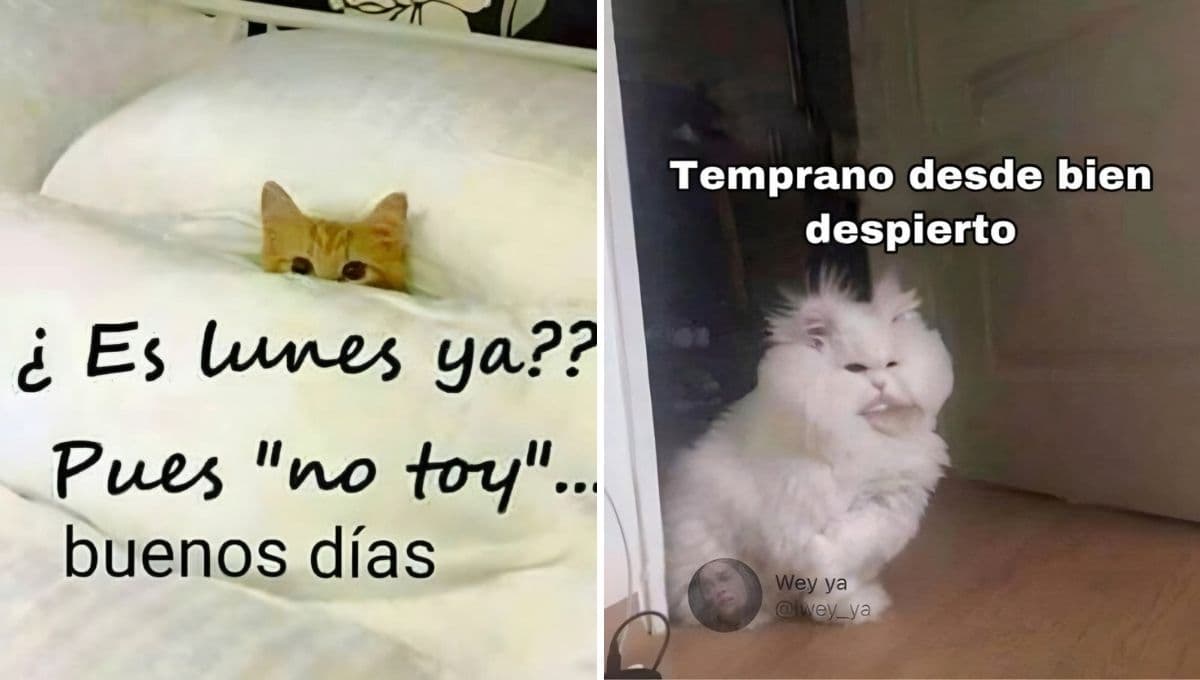 5 memes de gatitos molestos porque ya es lunes