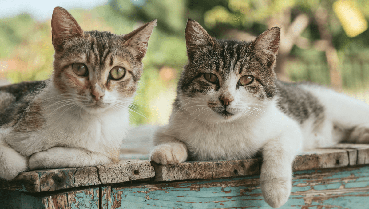 Así luce la Isla de los Gatos; tiene más mininos que personas