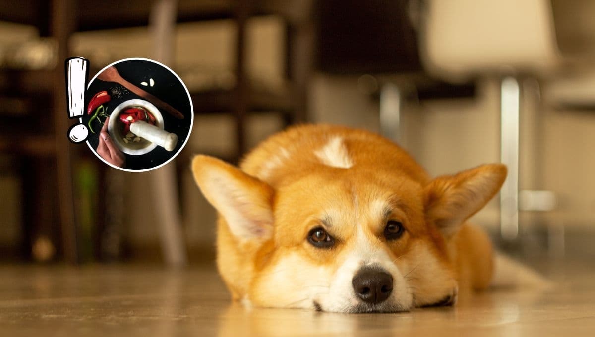 ¿Qué pasa si mi perro come CHILE?