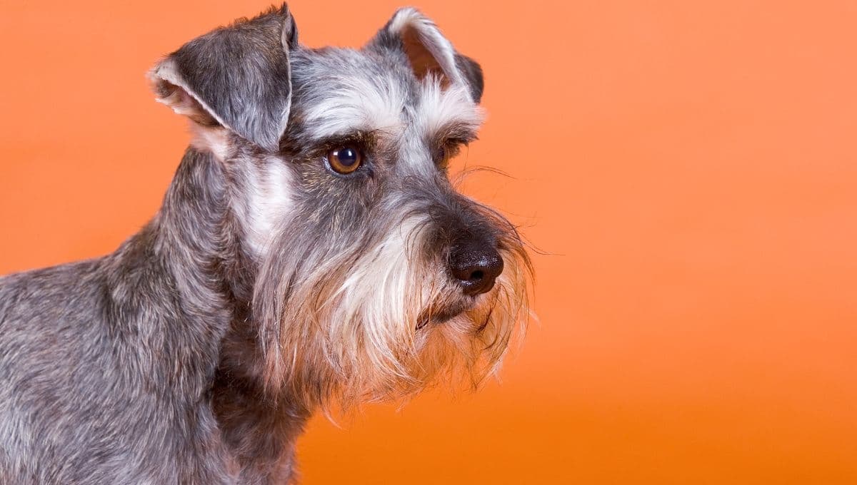 ¿Cómo saber si mi Schnauzer es original?