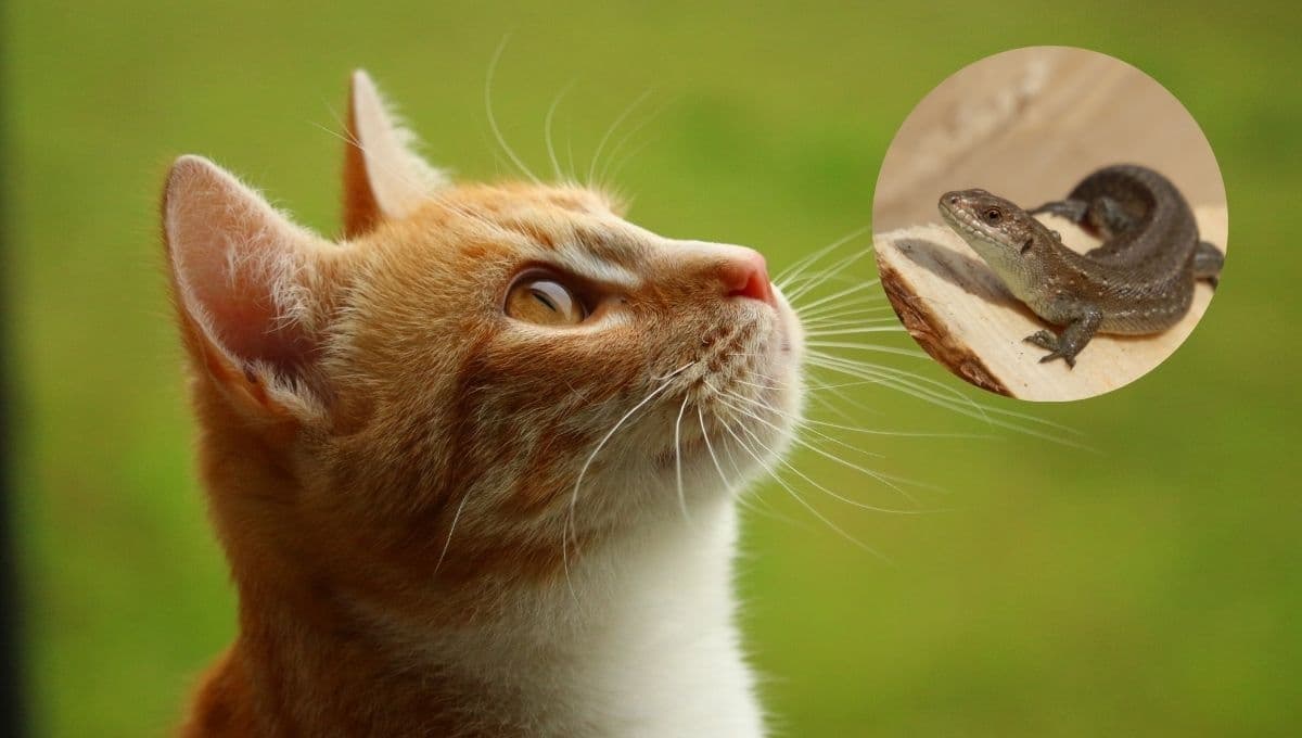 ¿Qué pasa si mi gato se come una lagartija?