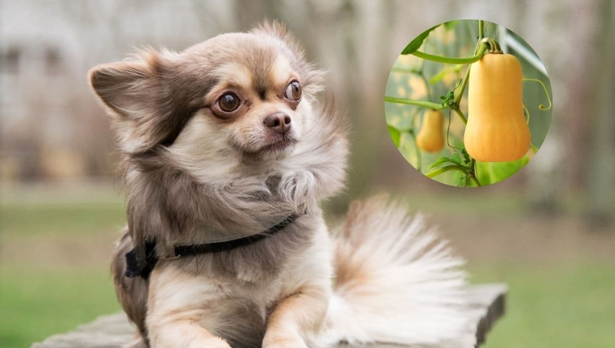 ¿Qué pasa si le doy chayote a mi perro chihuahua?