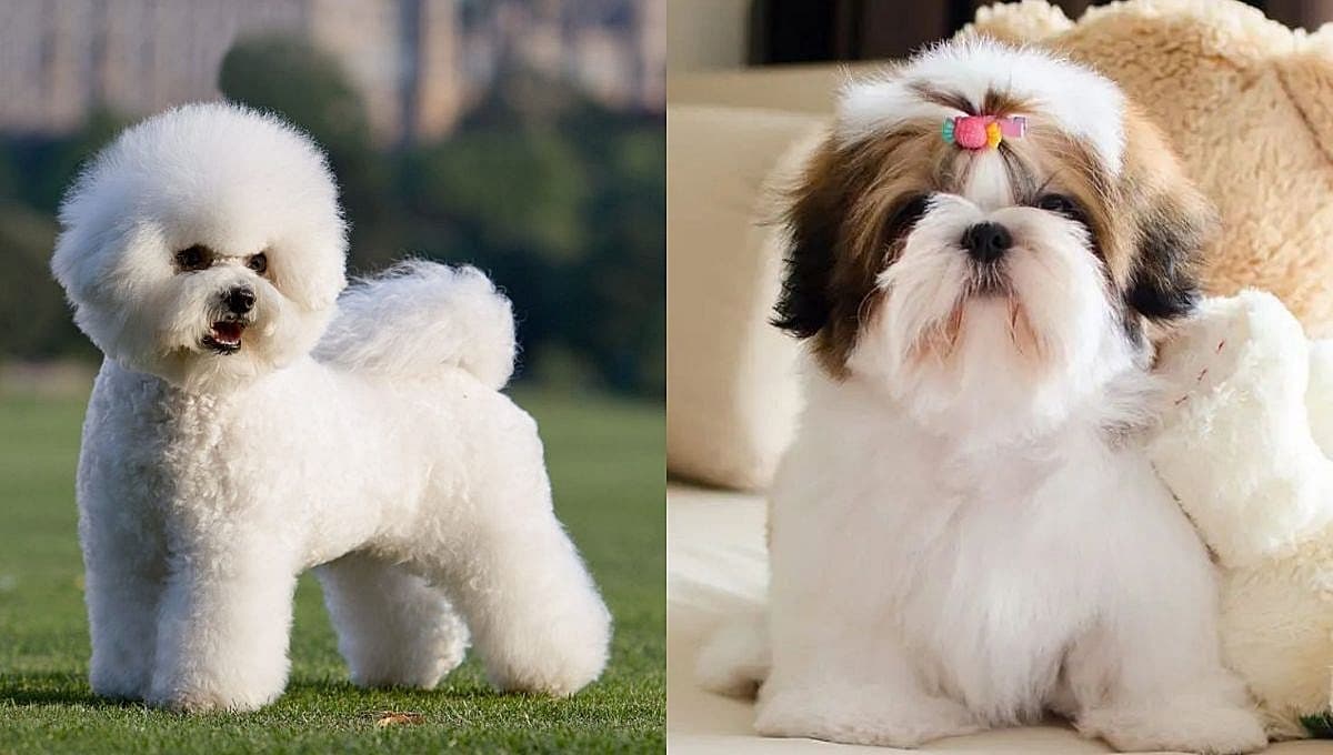 5 razas de perros difíciles de domesticar: un reto tenerlos en casa