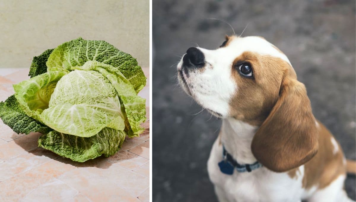 ¿Qué tan buena es la lechuga para darle de comer a tu perro?