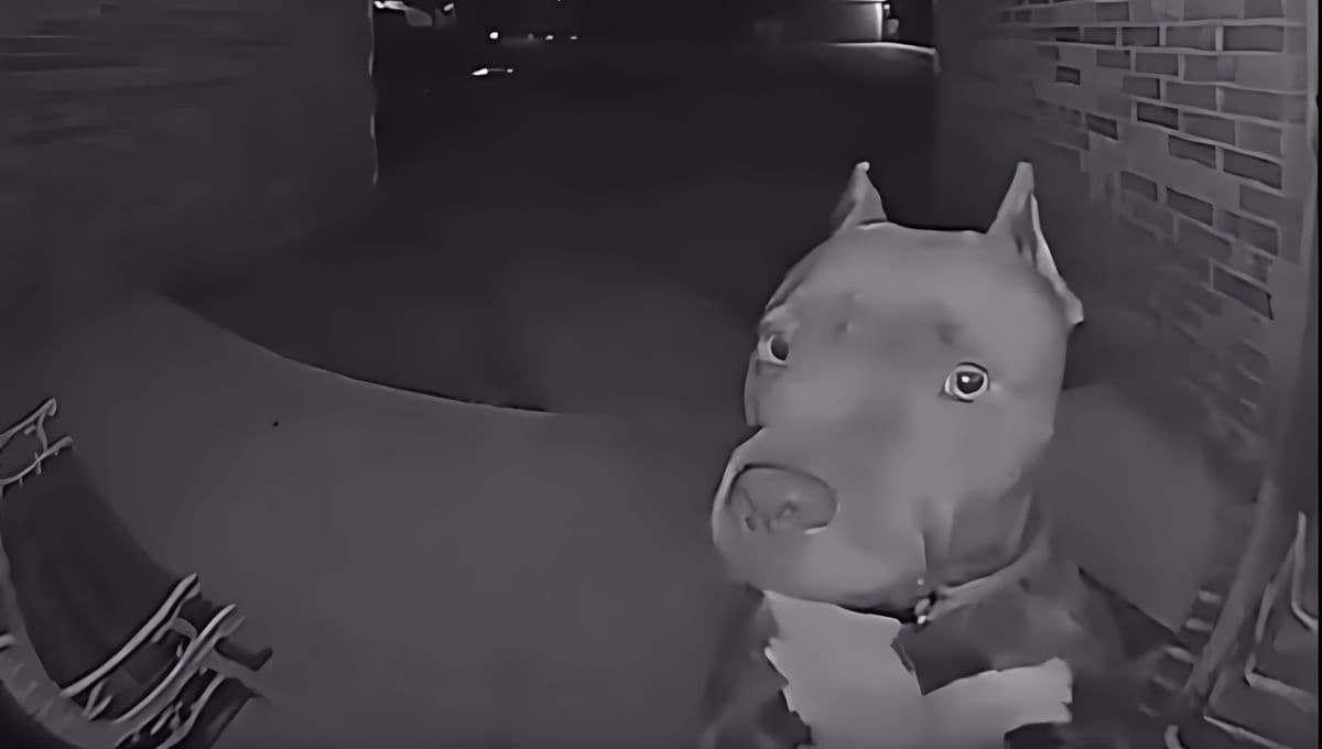Perro sale a pasear y regresa a las 4 a.m. a su casa; así tocó el timbre