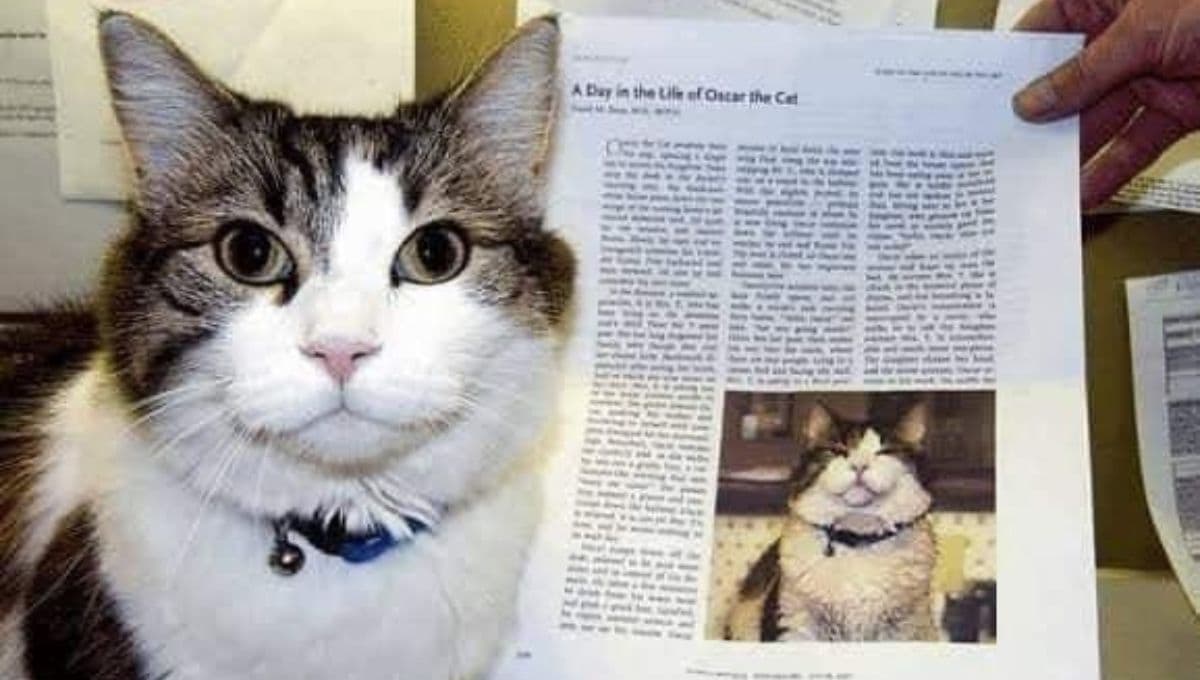 Conoce la historia de Oscar, el gatito que predecía muertes en un asilo