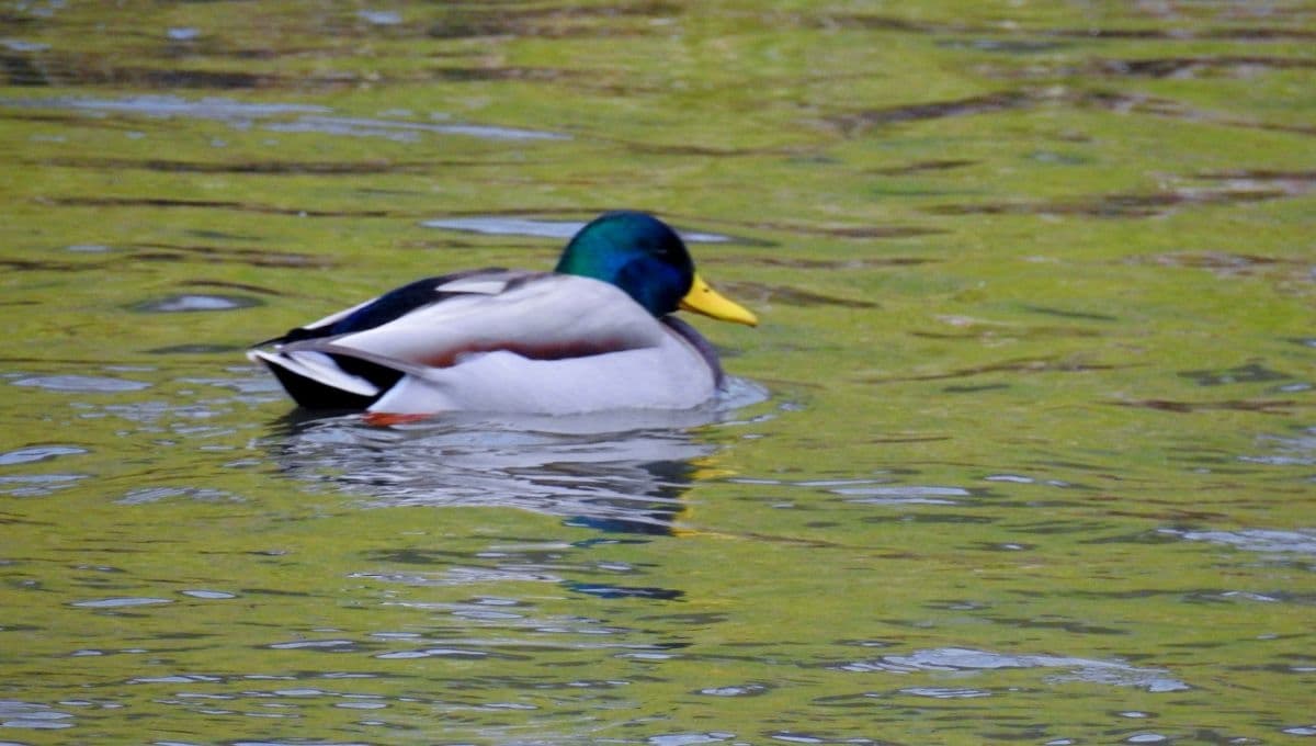 ¿Qué le puedo dar de comer a un pato?