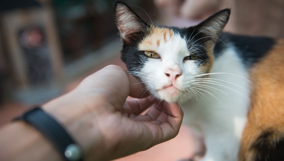 ¿Por qué mi gato quiere que lo acaricie