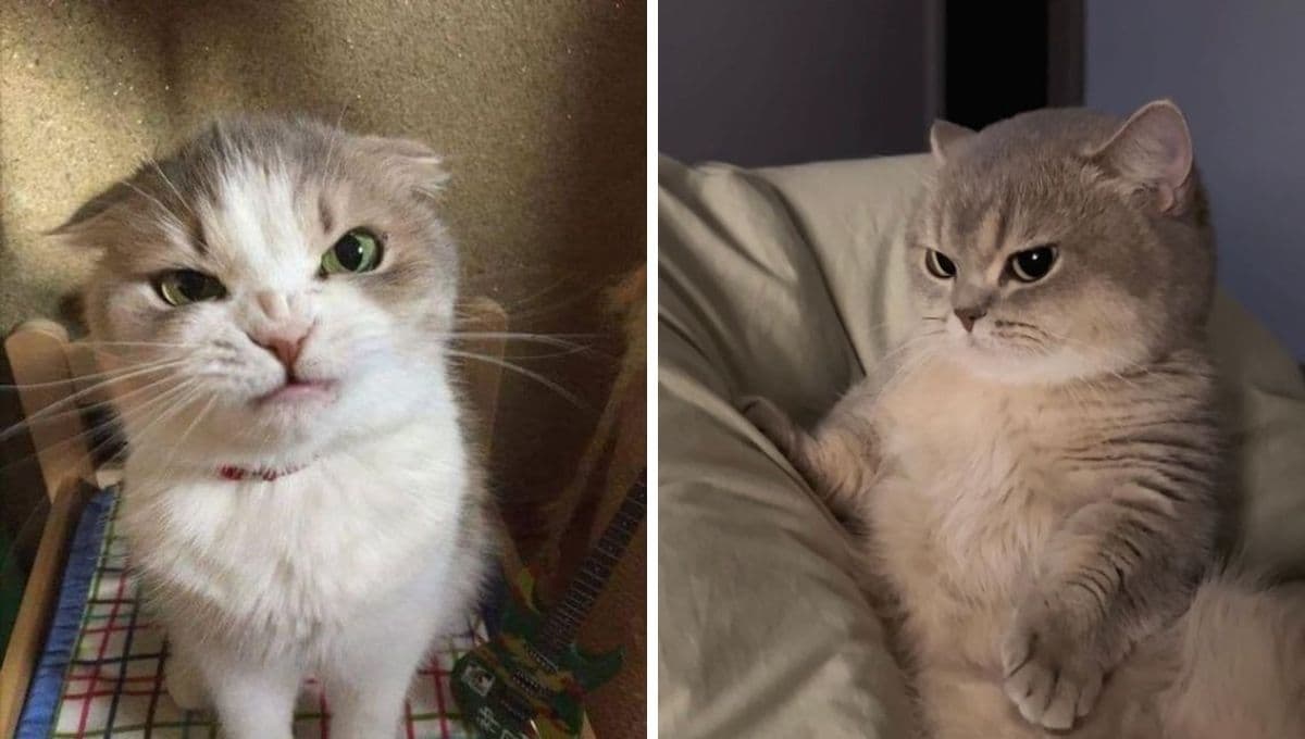 La aplicación perfecta para hacer memes de gatos