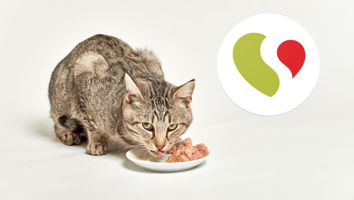 Soriana pone al 10×5 estos sobres de comida para perros y gatos