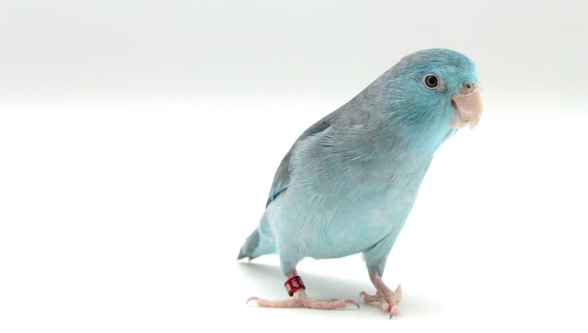 ¿Por qué mi loro me sigue a todos lados?