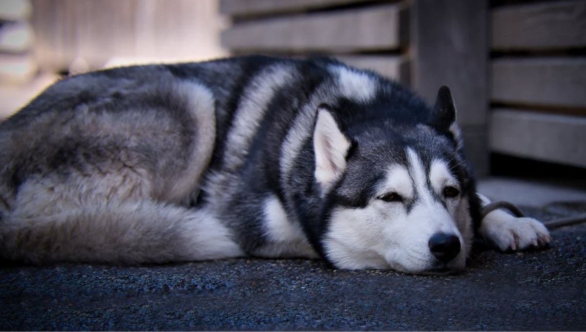 ¿Por qué mi perro busca los rincones?