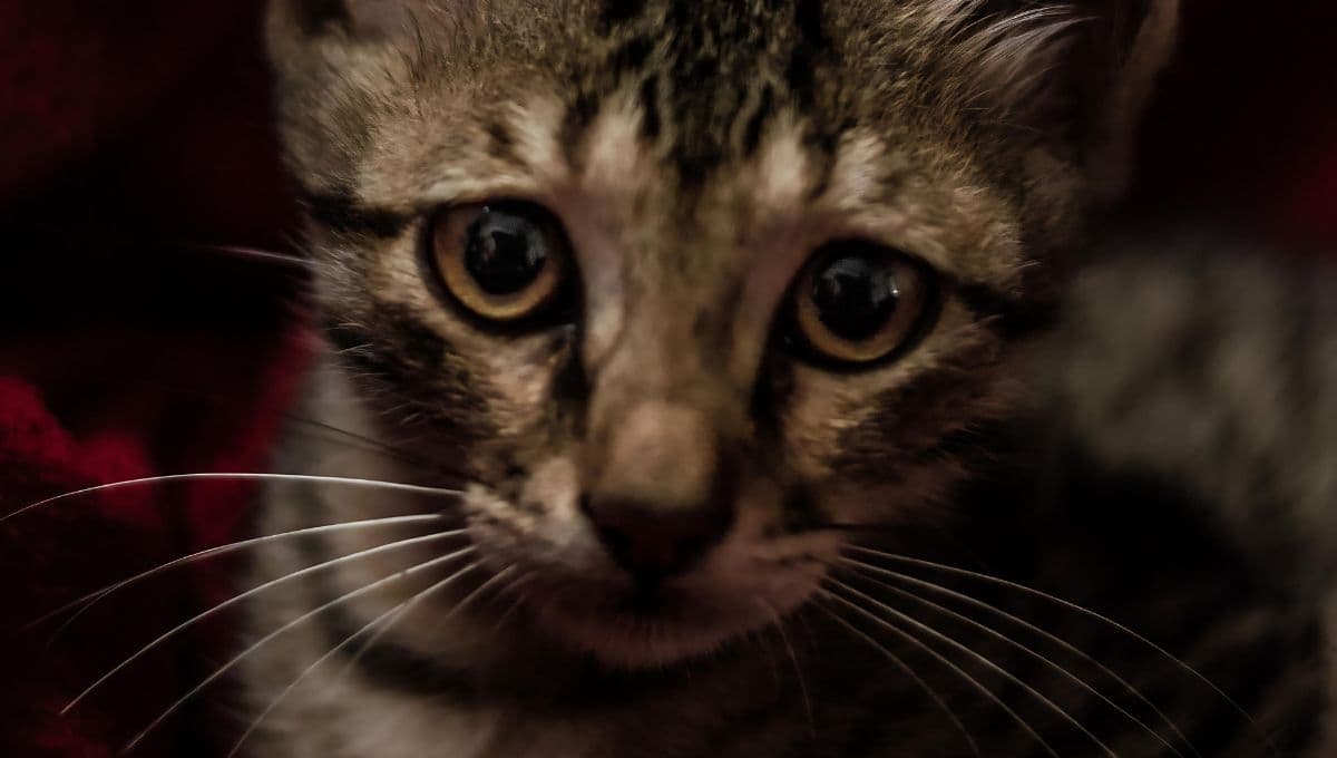 Gatito acaricia la foto de su hermano perro fallecido: esta es su historia