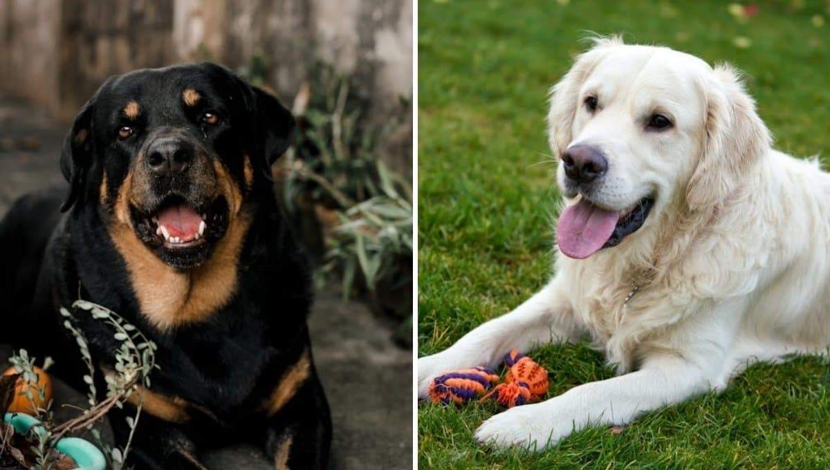 5 razas de perros fáciles de domesticar: un gusto tenerlos en casa