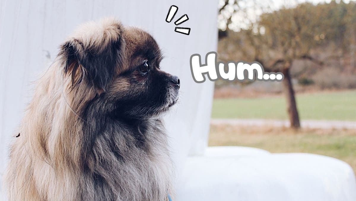 ¿Qué pasa si dejo a mi perro TODO el día solo?