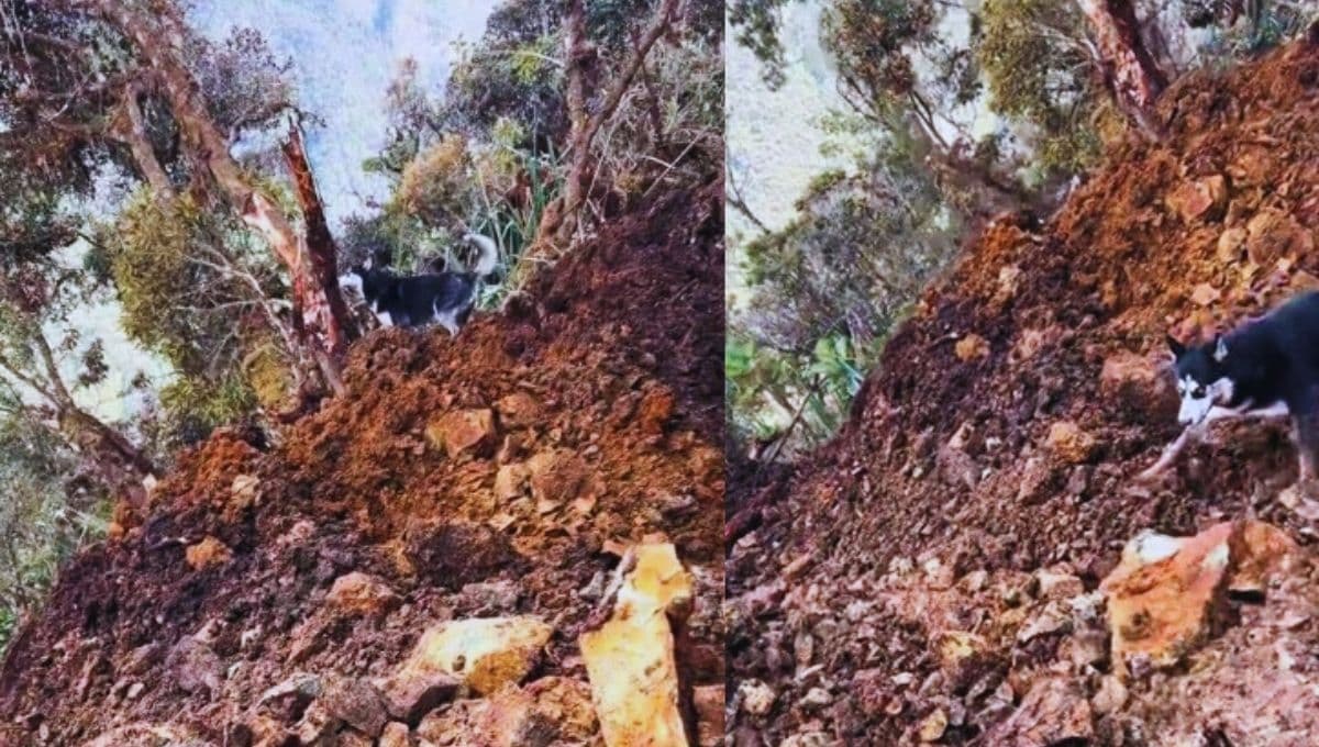 VIDEO: Perro sobrevive a deslizamiento de tierra de manera increíble