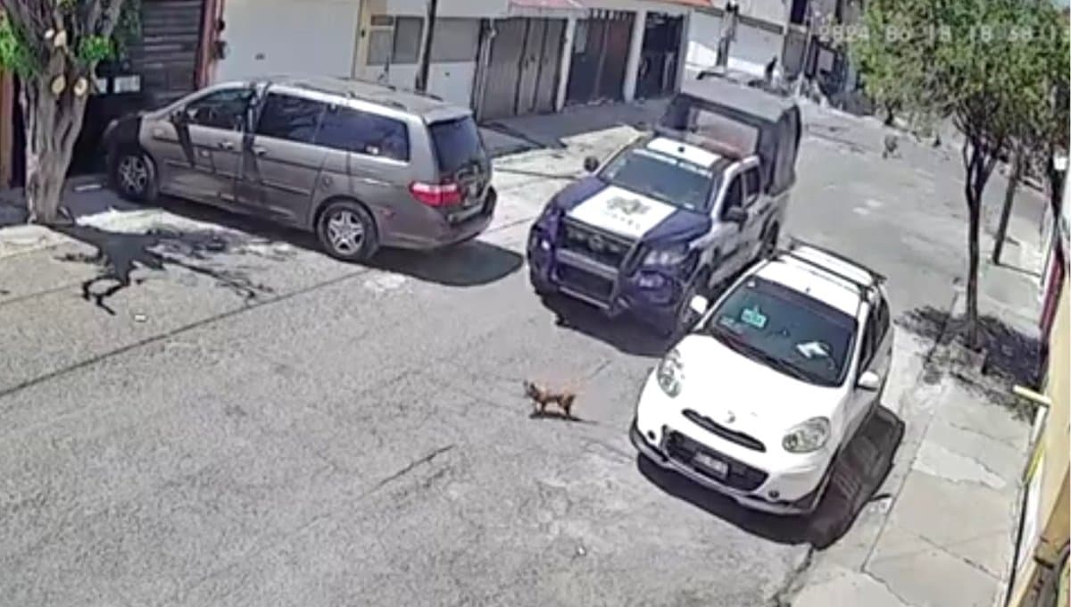 VIDEO: Policías del Edomex atropellan a perrito y huyen