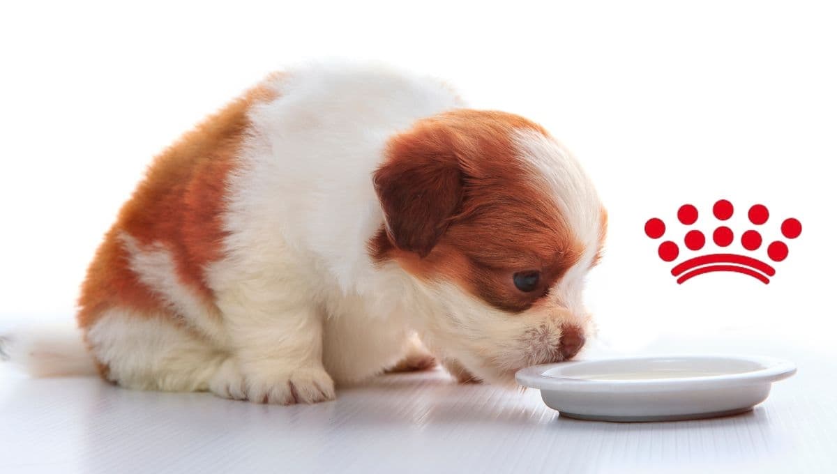 ¿Qué tan buena es la leche Royal Canin para perros?