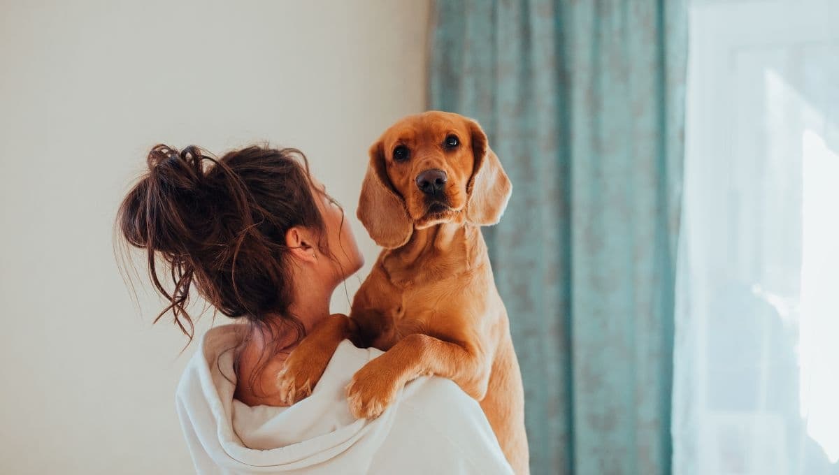¿Cómo se debe cargar a un perro correctamente?