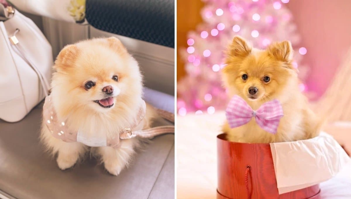 ¿Por qué los perros Pomerania son tan especiales?