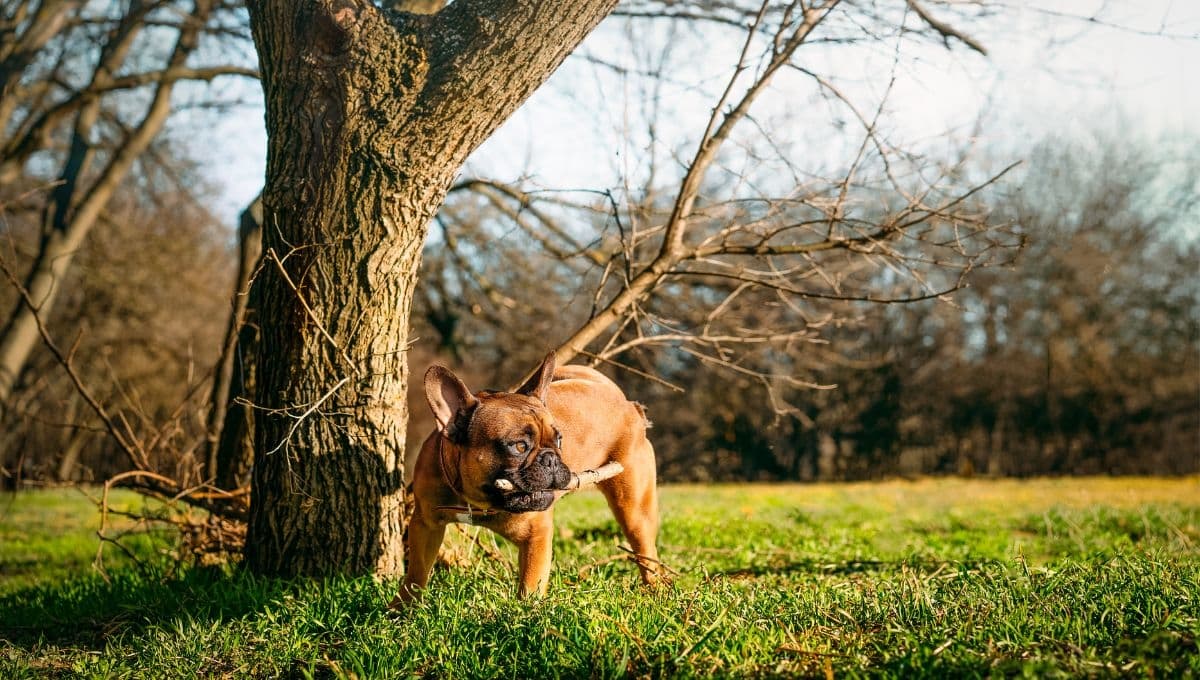 Los 3 ingredientes de cocina que te ayudan a eliminar el olor a pipí de perro