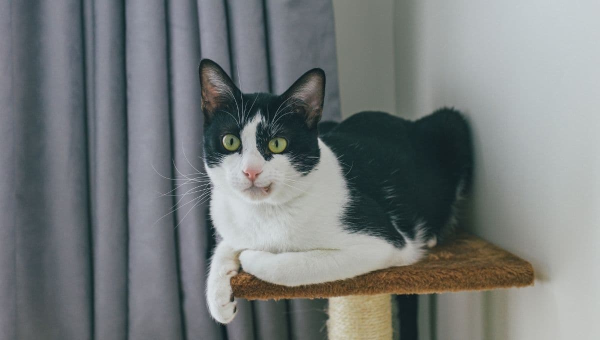 La nueva raza de gatos que nació en Finlandia y puede llegar a México