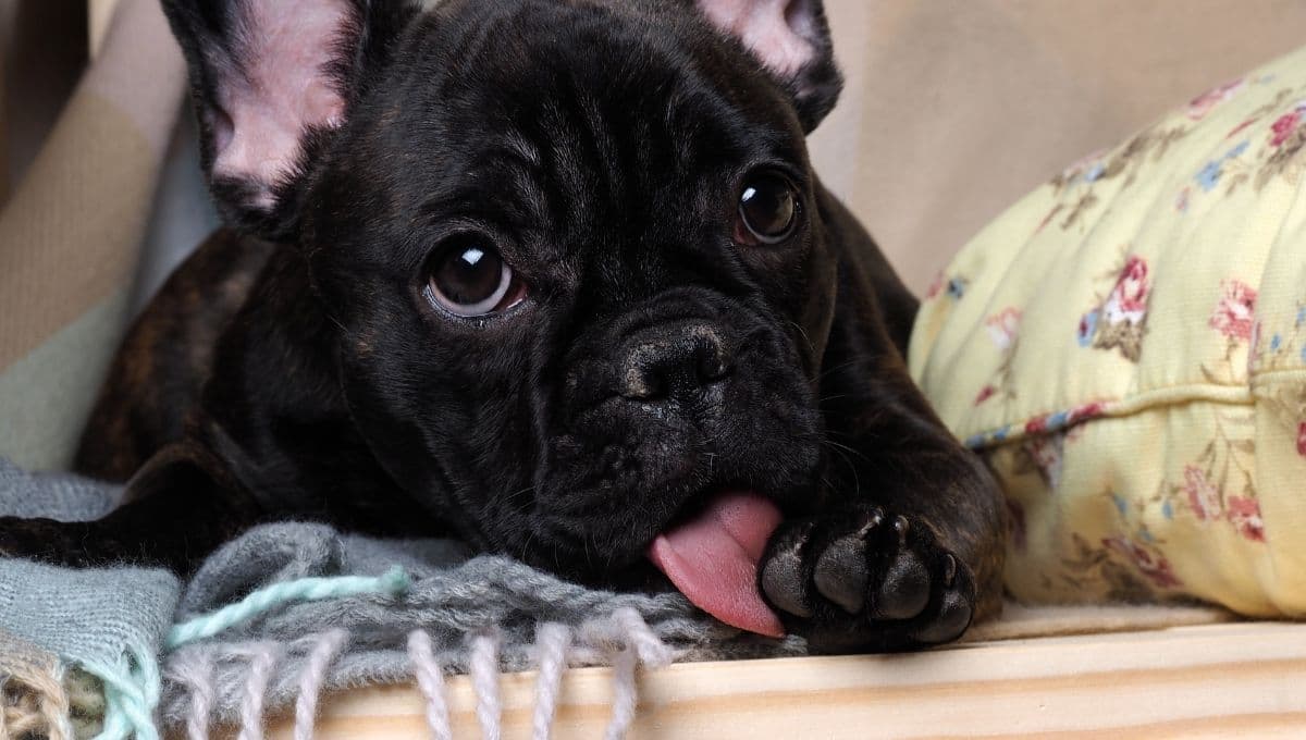 ¿Por qué mi perro se muerde la pata y la cola?