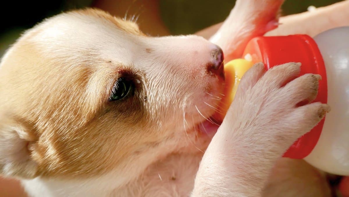 ¿Cuántas veces debe comer un cachorro al día?
