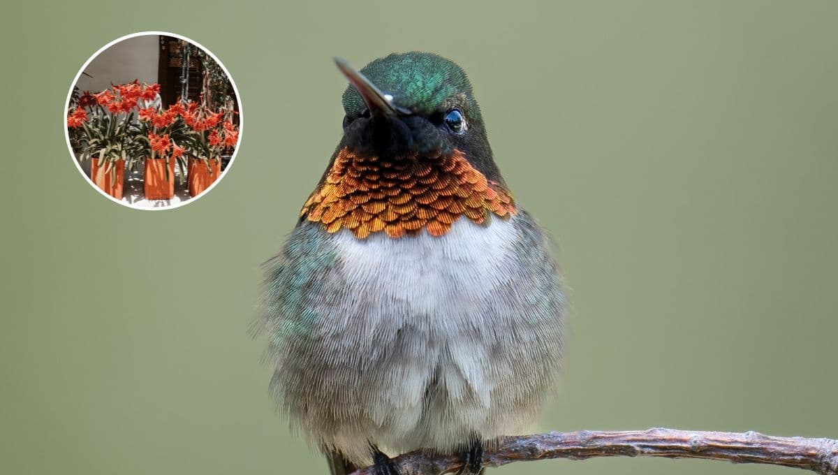 ¿Qué se le puede dar de comer a los colibríes para atraerlos al jardín?