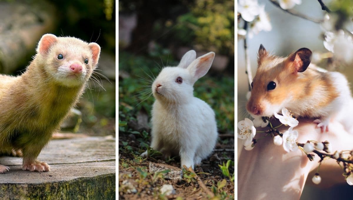¿Hurón, hámster o conejo?: La mascota que mejor se adapta a ti