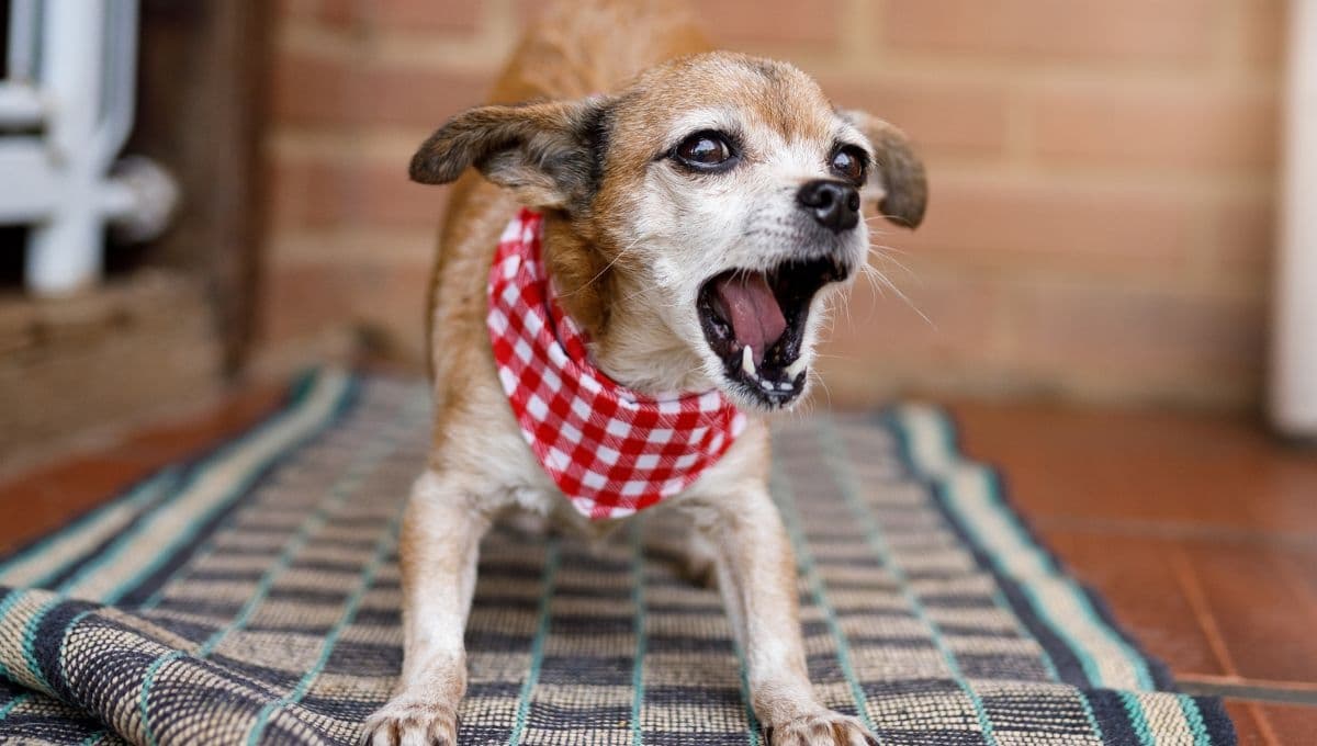 ¿Por qué es malo ladrarle a tu perro?