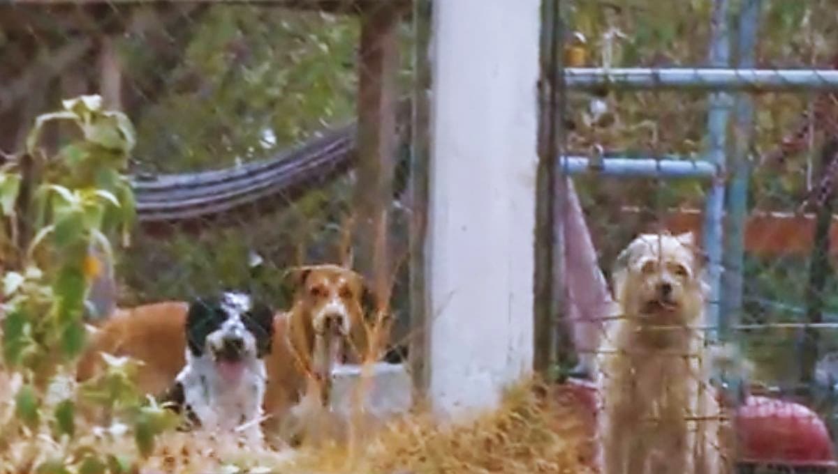 Abandonan 50 perros en refugio de Topilejo; 12 de ellos los encuentran muertos