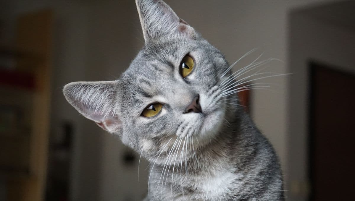 ¿Por qué mi gato se despierta en la madrugada?