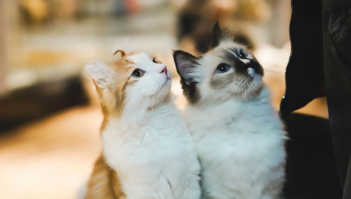 La ciudad del mundo donde están prohibidos los gatos por esta razón