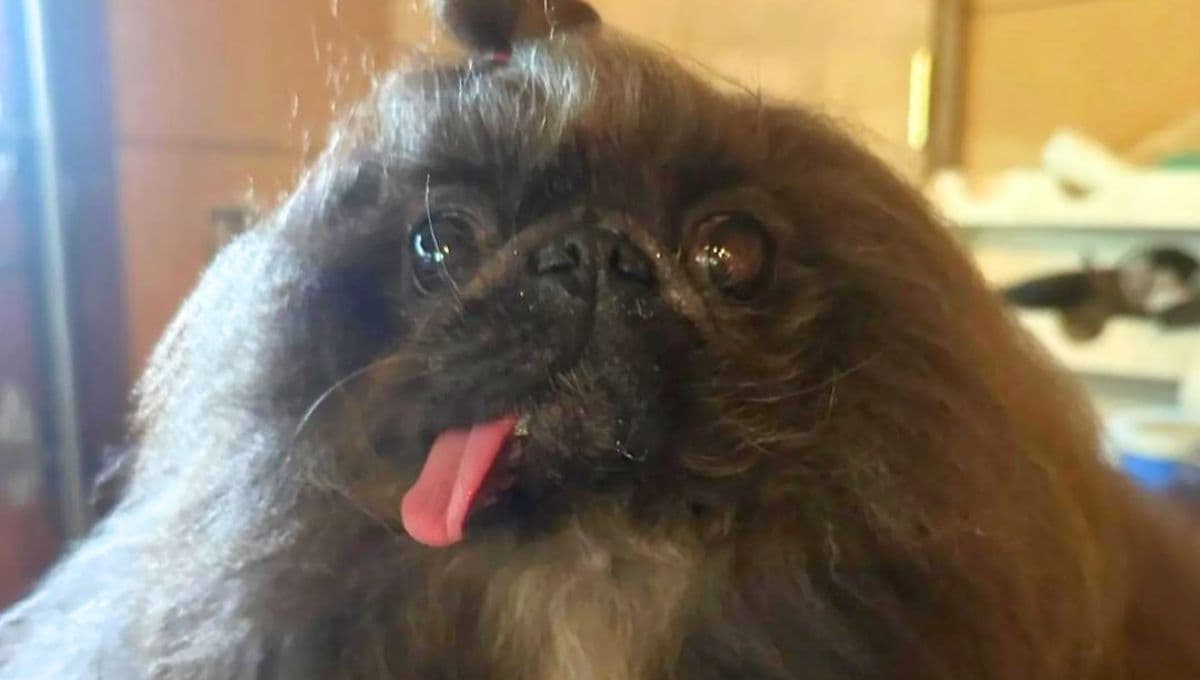 Conoce al perro más feo del mundo: "Sobrevivió, pero con daños"