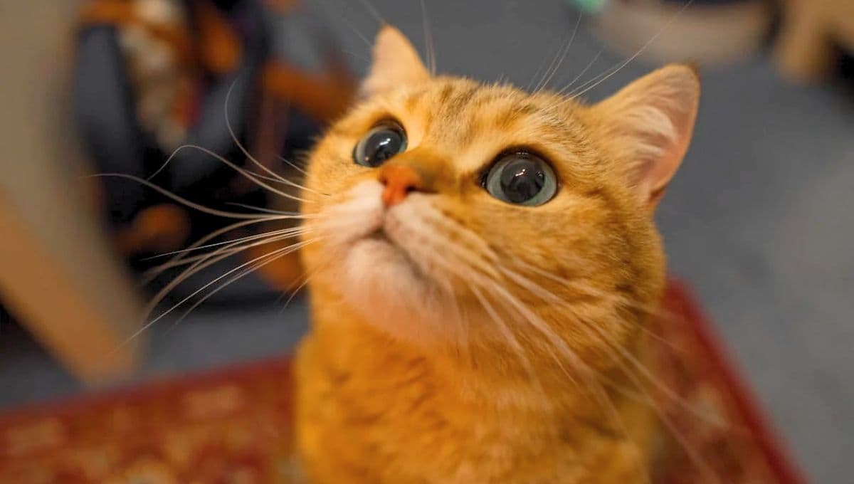 10 nombres originales para gatos naranjas: especiales y únicos
