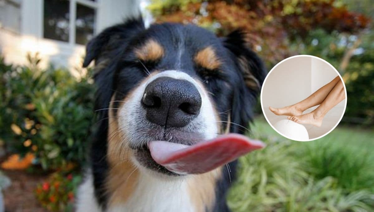 ¿Qué significa que un perro te lame las piernas y por qué es buena señal?