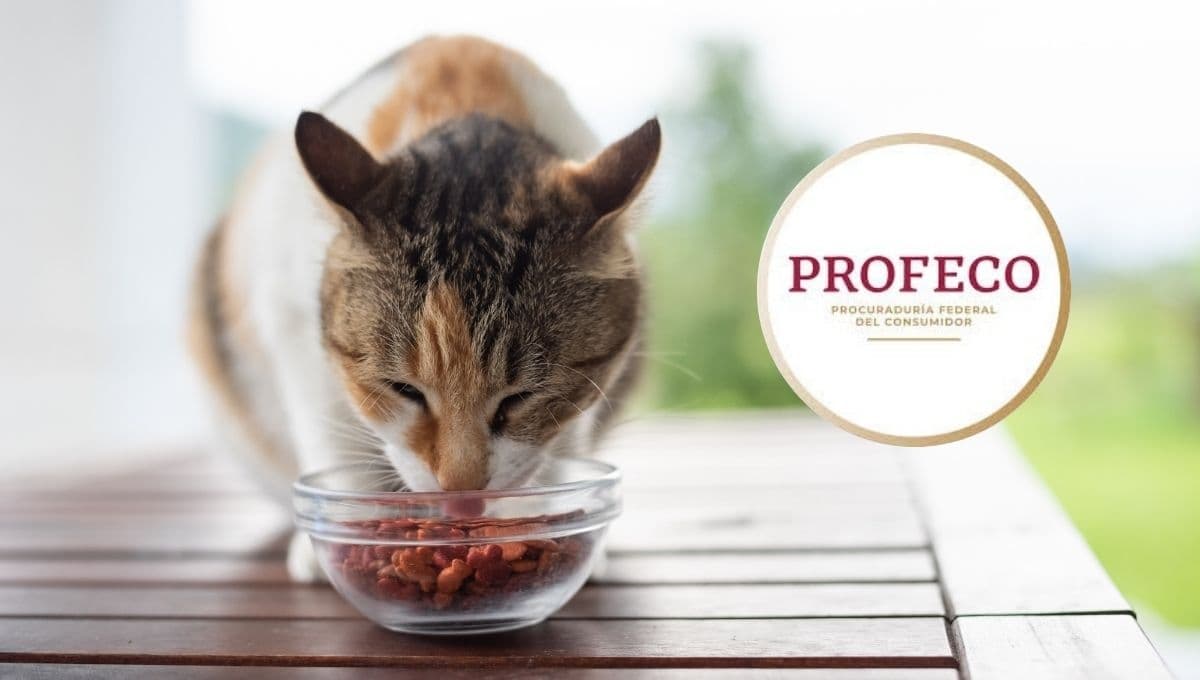 Las croquetas ideales para tu gatito, revela Profeco