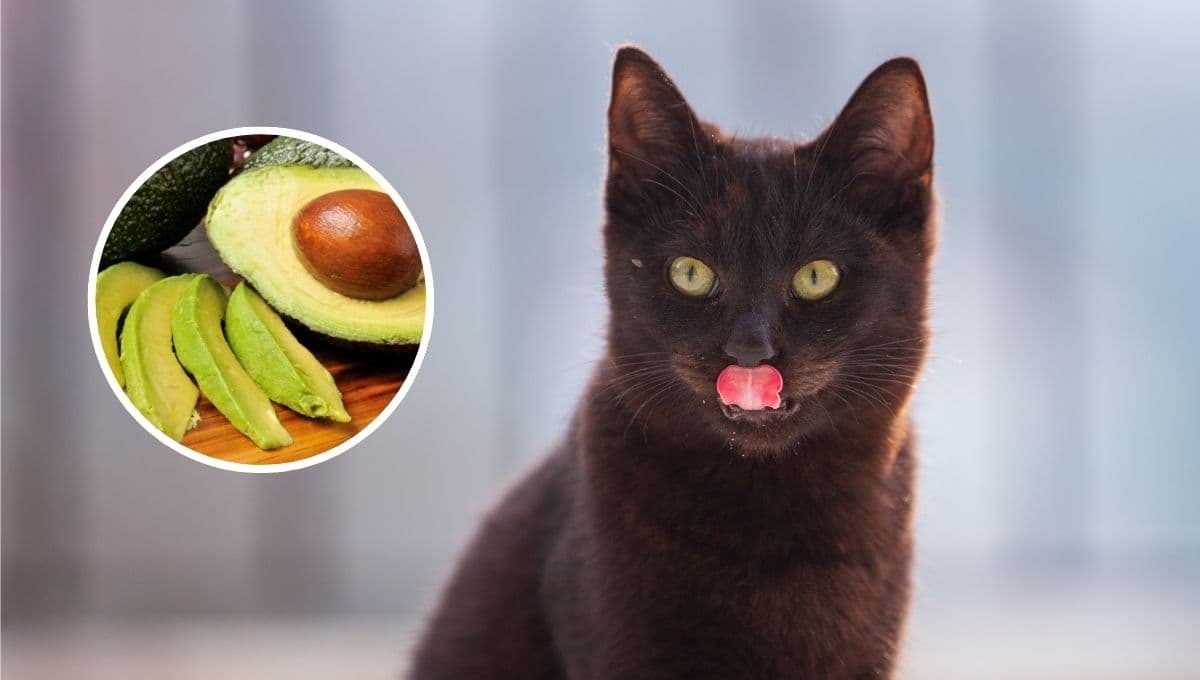 El peligro de darle de comer aguacate a un gato