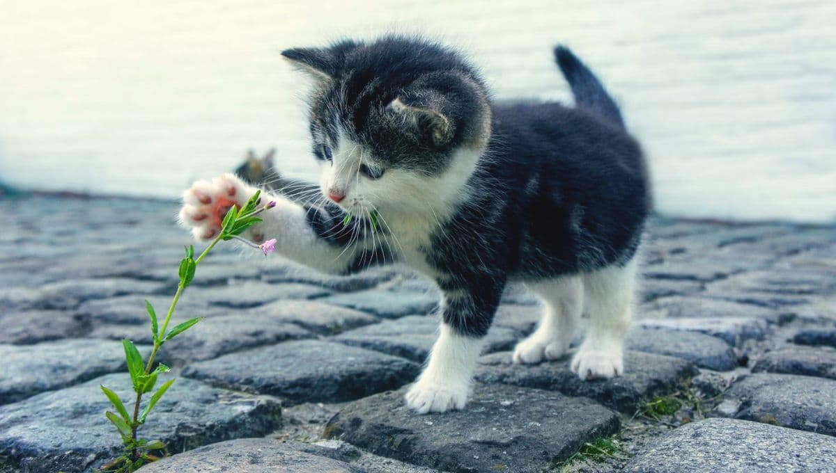 Las plantas que comen los gatos para purgarse